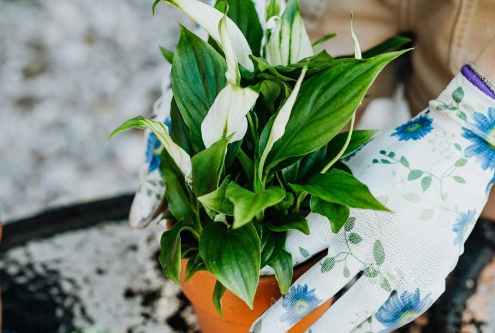 Peace Lilies For Mindful Care