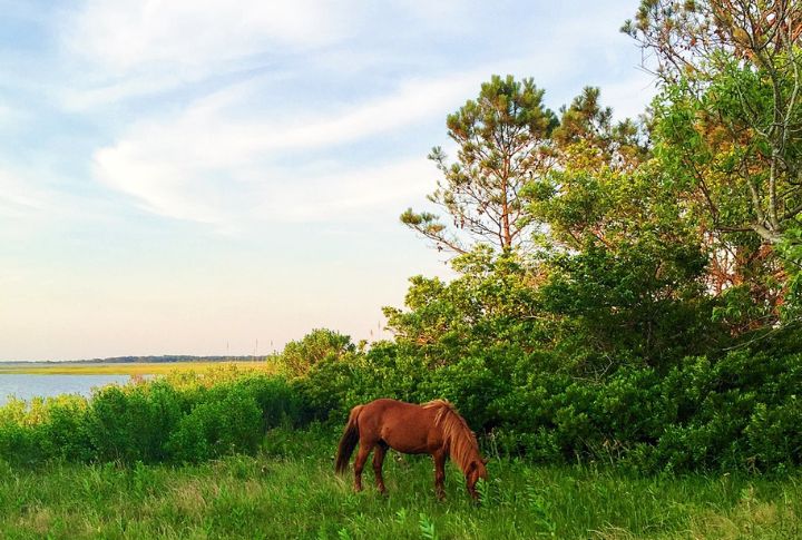 Chincoteague And Assateague Islands, Virginia/Maryland