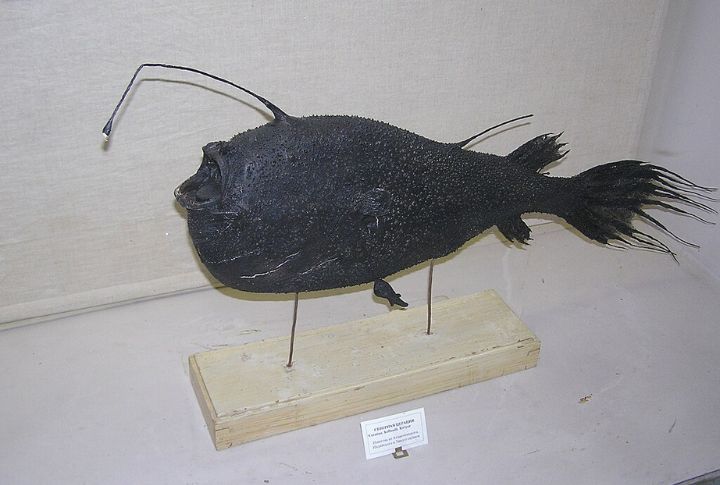 Kroyer’s Deep Sea Anglerfish