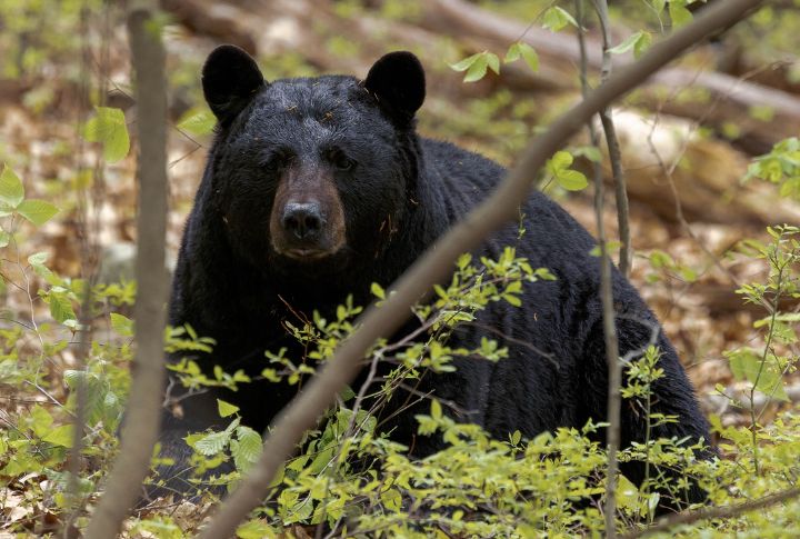 Black Bear