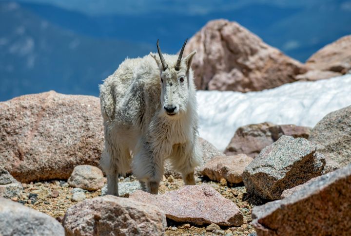 Mountain Goat
