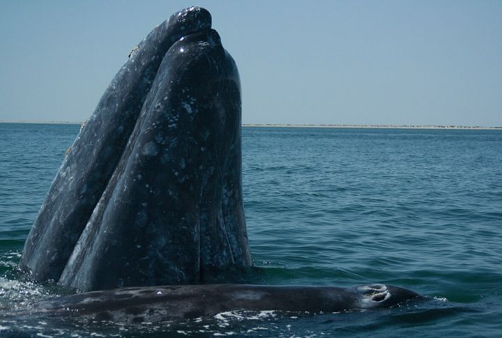 Watch Gray Whales Along California’s Coastline