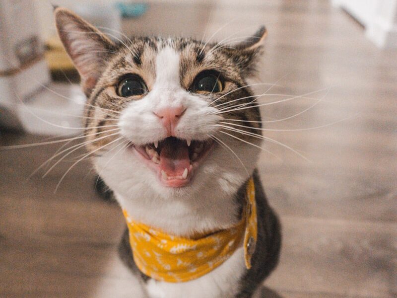 brown tabby cat