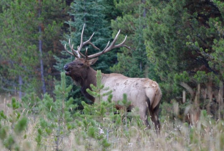 Montana
