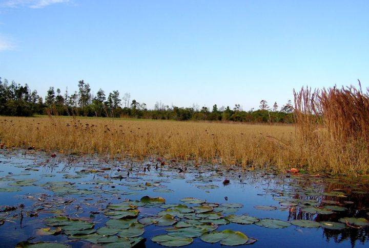 Okefenokee Swamp, Georgia