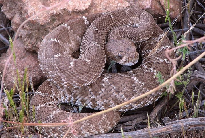 Red Diamond Rattlesnake