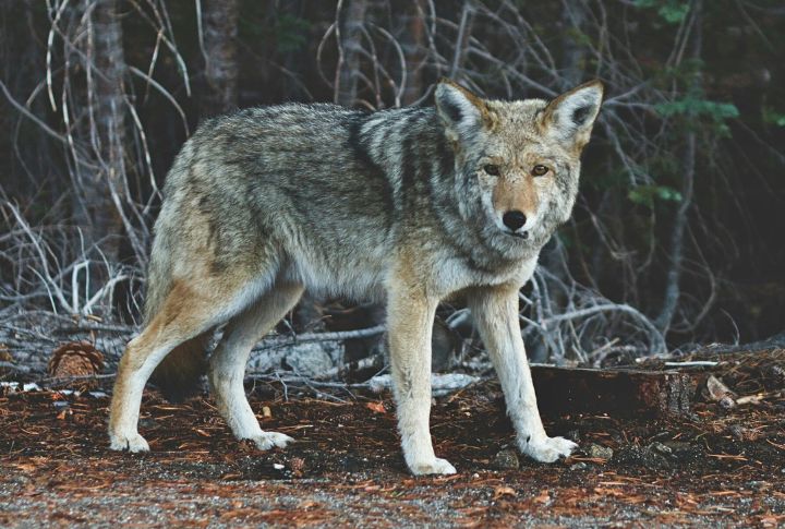 Coyote