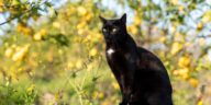 cat, mammal, animal, black cat, pet, feline, nature, domestic cat, domestic animal, lemon grove, portrait
