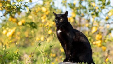 cat, mammal, animal, black cat, pet, feline, nature, domestic cat, domestic animal, lemon grove, portrait