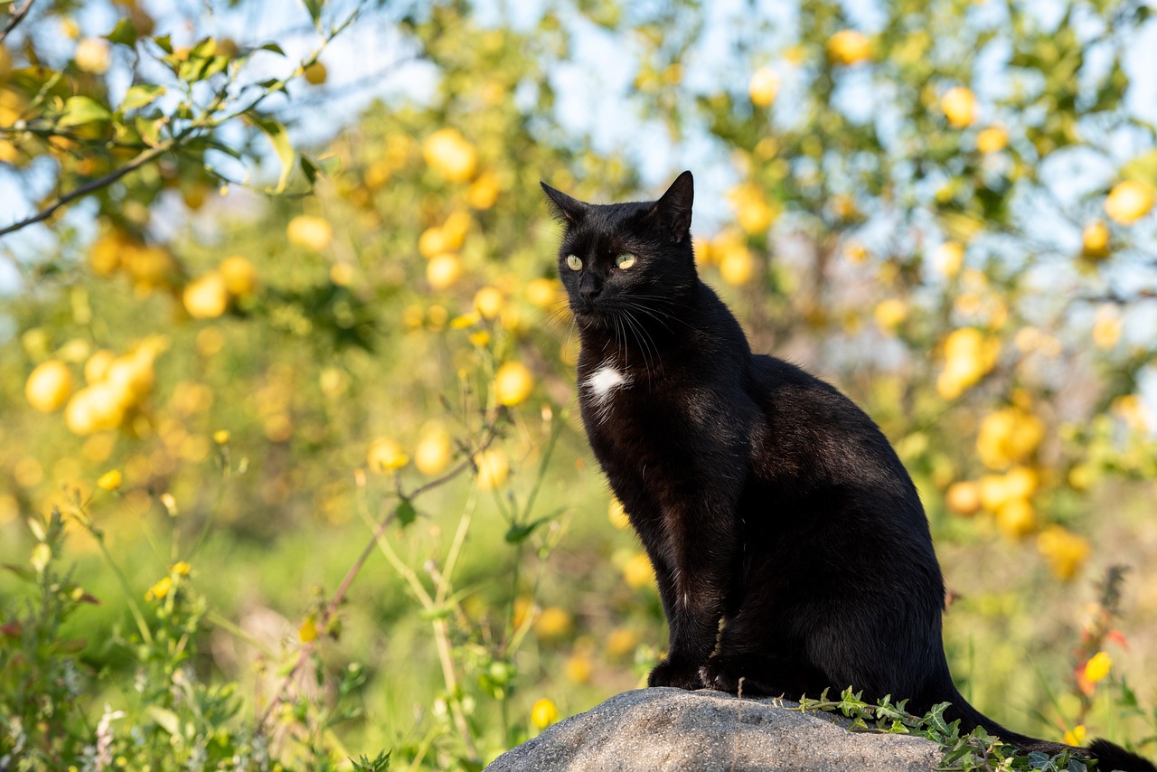 cat, mammal, animal, black cat, pet, feline, nature, domestic cat, domestic animal, lemon grove, portrait
