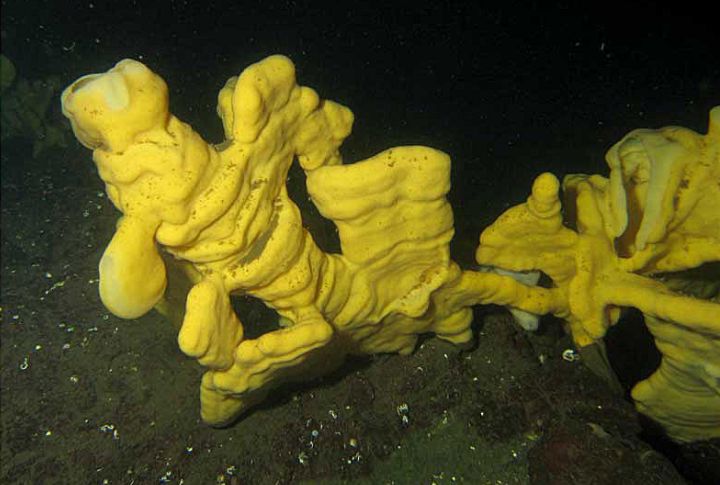 Cloud Sponge