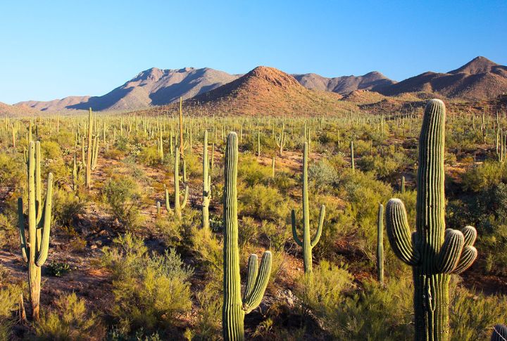 Arizona