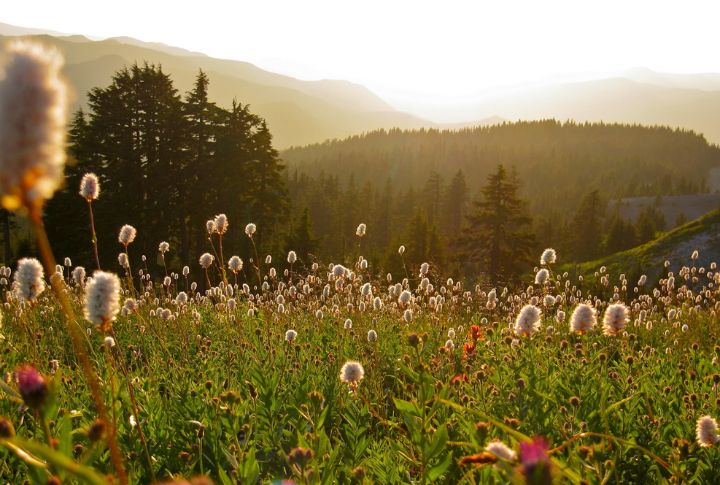 Oregon