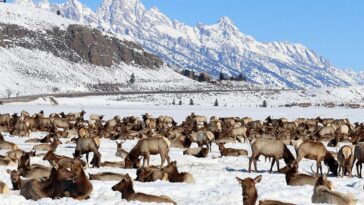 10 Spots Where Elk Herds Are Making A Comeback