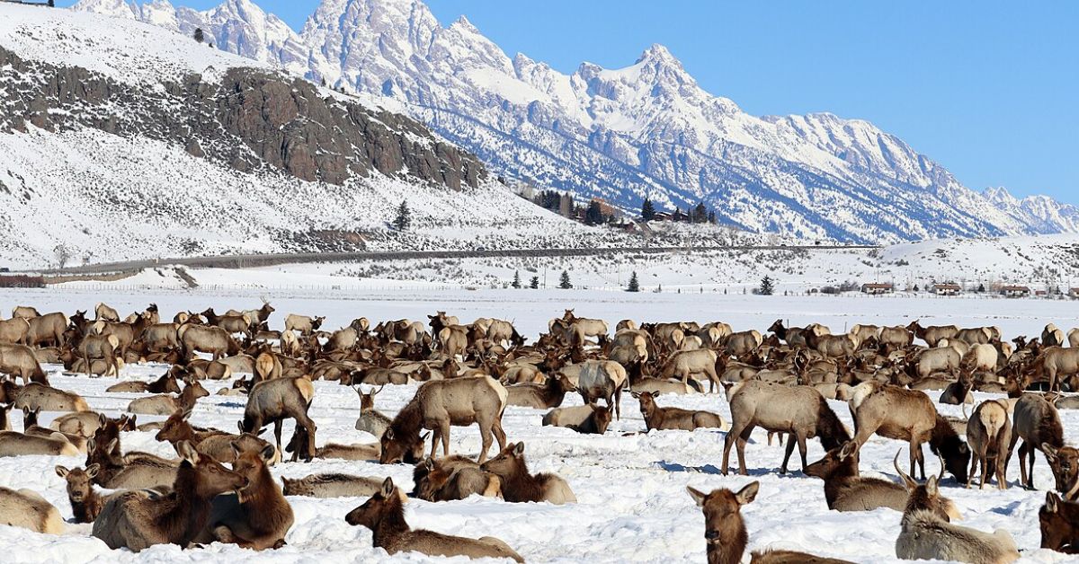10 Spots Where Elk Herds Are Making A Comeback
