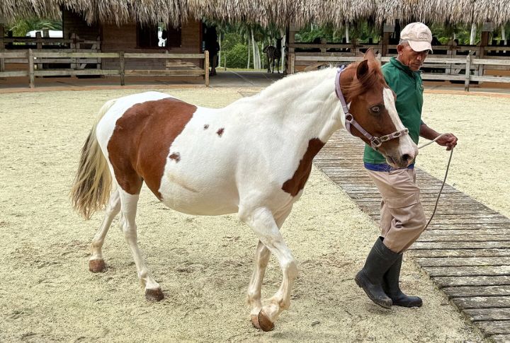American Paint Horse