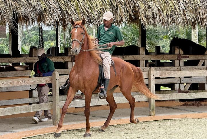 American Quarter Horse