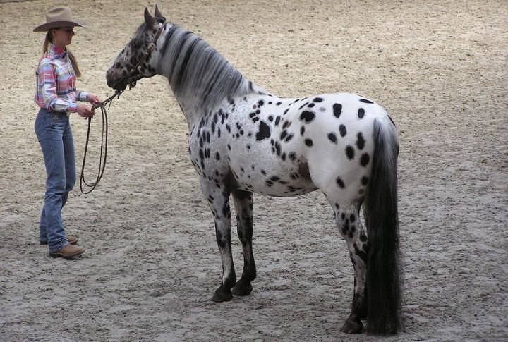 Appaloosa