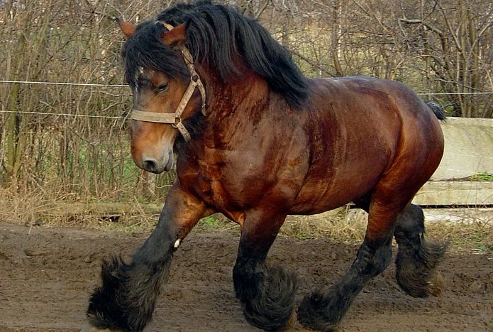 Belgian