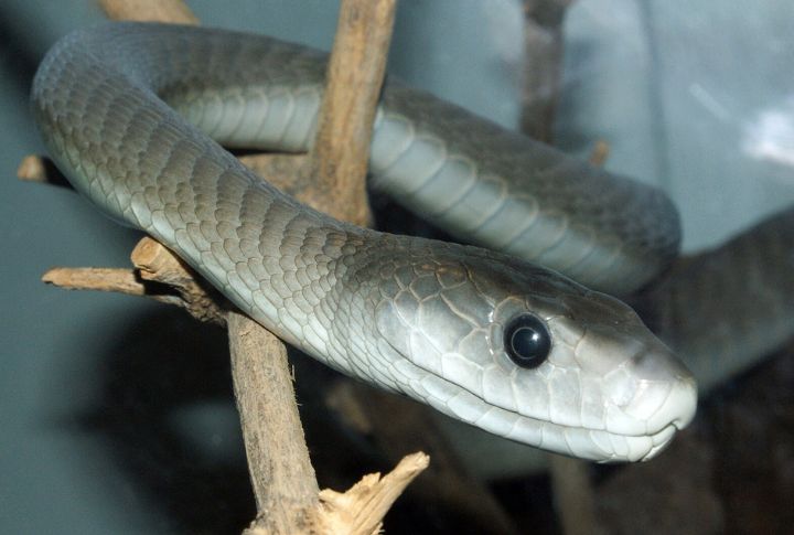 Black Mamba (Africa)