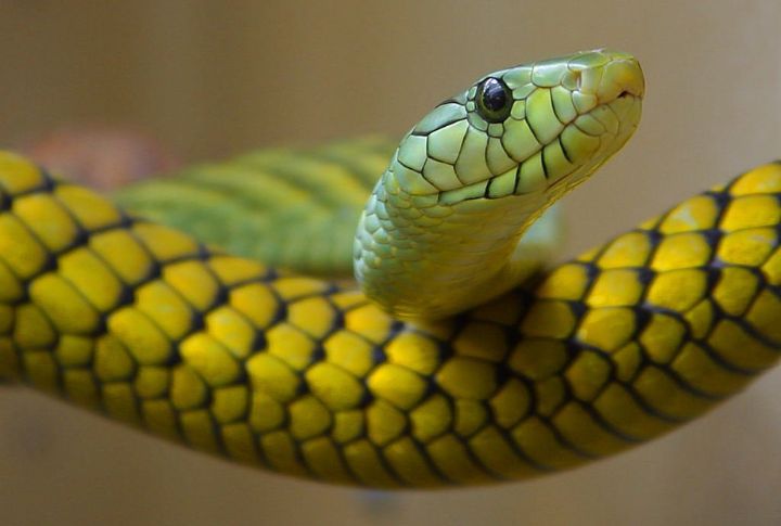Boomslang (Africa)