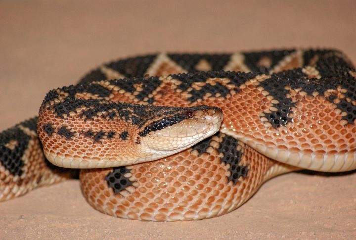 Bushmaster (South America)