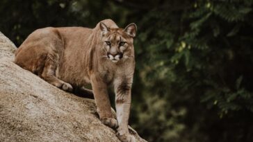 The Wildest States To Spot A Mountain Lion In The U.S.