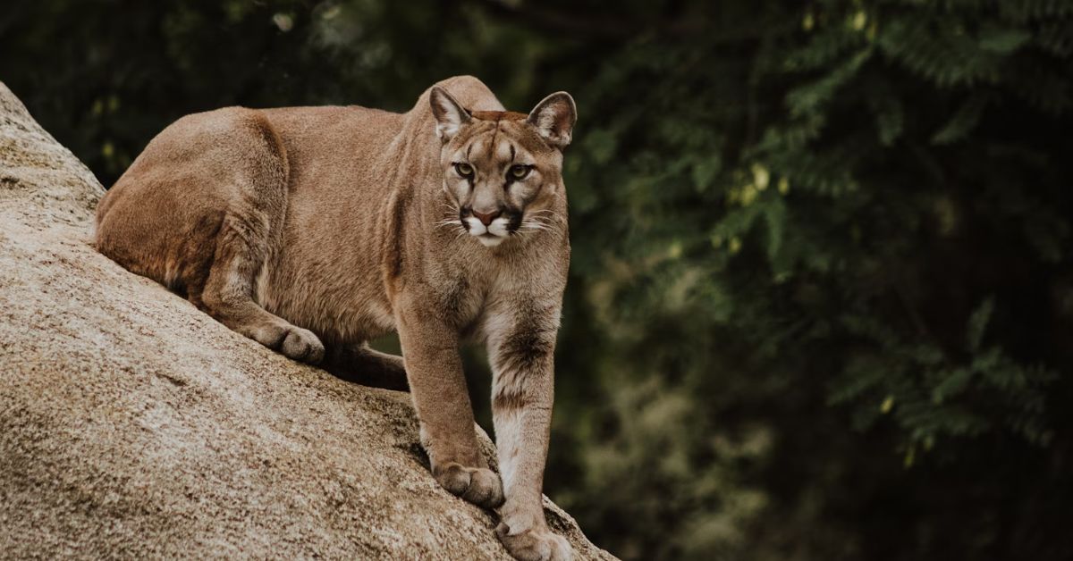 The Wildest States To Spot A Mountain Lion In The U.S.
