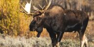 10 Animals In Colorado That Could Turn Your Hike Into A Nightmare