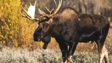 10 Animals In Colorado That Could Turn Your Hike Into A Nightmare
