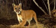 Wildlife Crossings For Cougars Raise Policy Questions In These 10 U.S. States