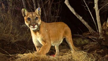 Wildlife Crossings For Cougars Raise Policy Questions In These 10 U.S. States