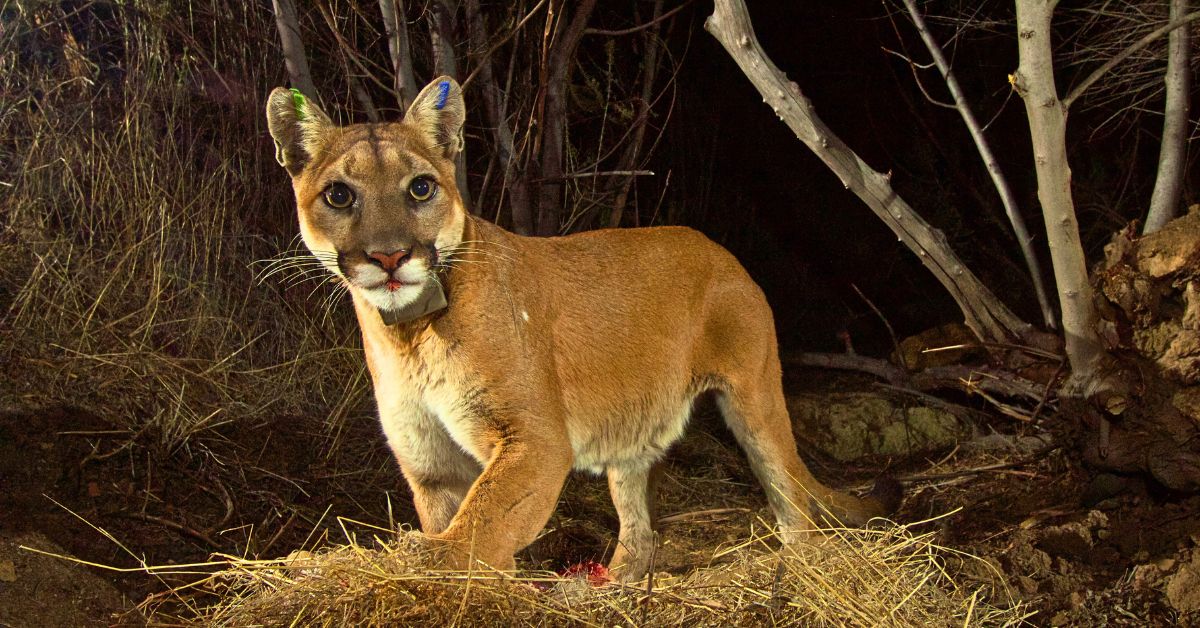 Wildlife Crossings For Cougars Raise Policy Questions In These 10 U.S. States