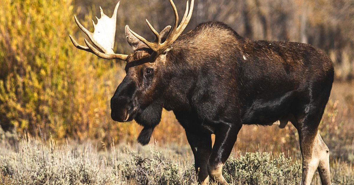 10 Animals In Colorado That Could Turn Your Hike Into A Nightmare