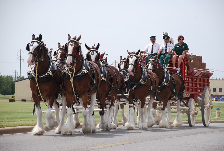 Clydesdale