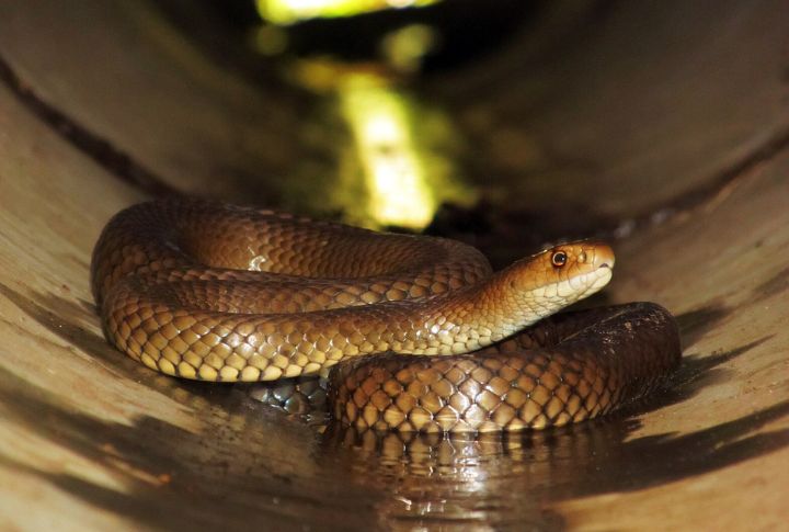 Eastern Brown Snake (Australia)