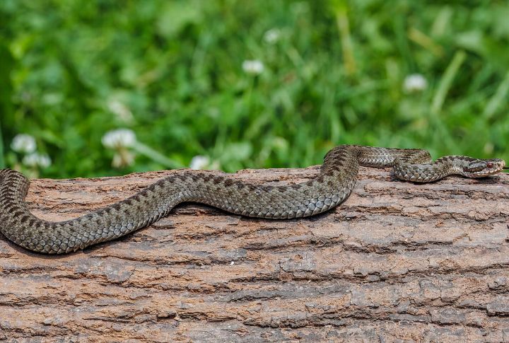 European Adder (Europe)