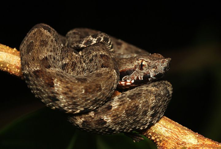 Fer-De-Lance (Central And South America)