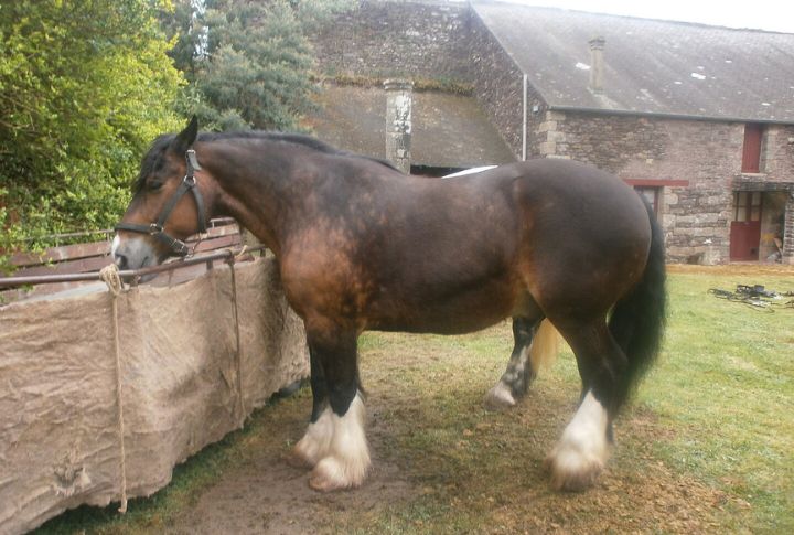 Grade Horse