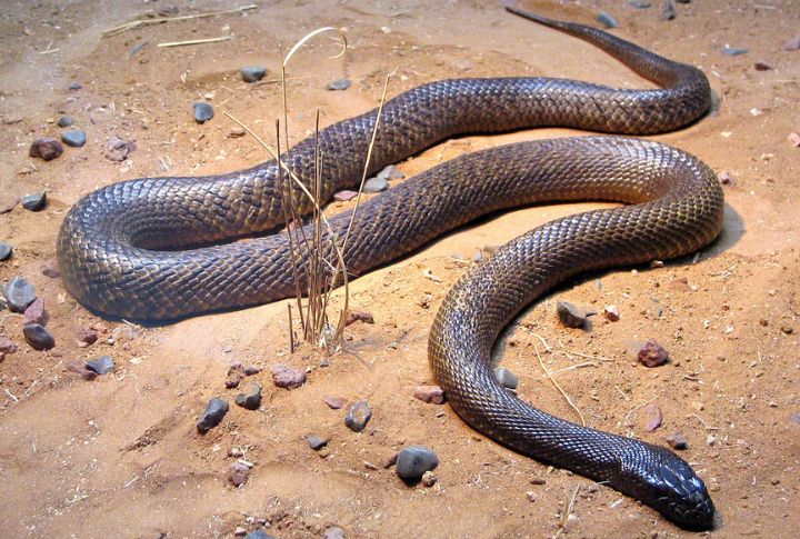 Inland Taipan (Australia)