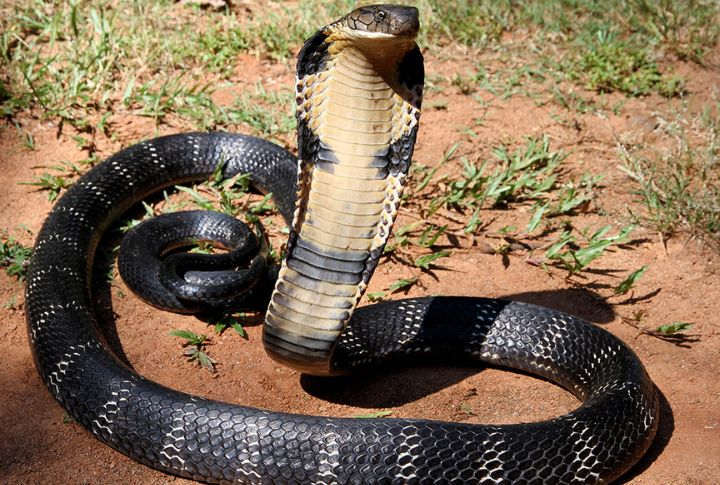 King Cobra (Asia)