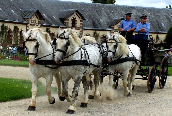 Percheron