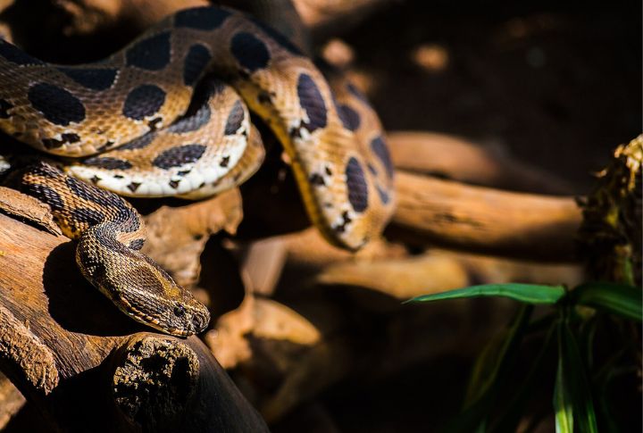 Russell's Viper (Indian Subcontinent)