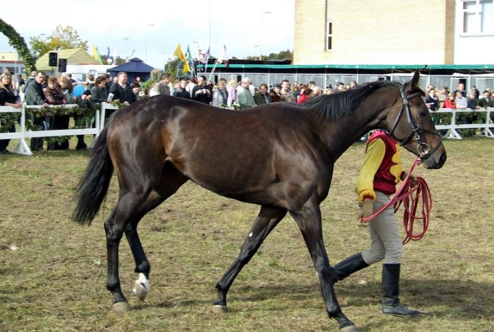 Thoroughbred