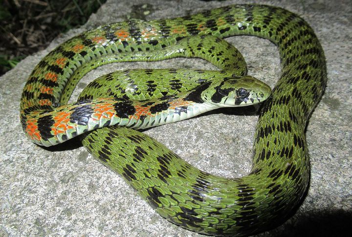 10 Killer Snakes That Make The World's Most Dangerous List