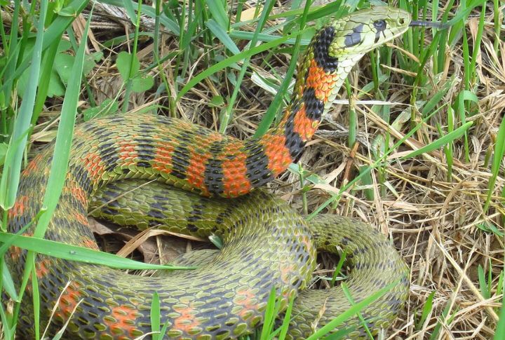 Tiger Keelback (East Asia)