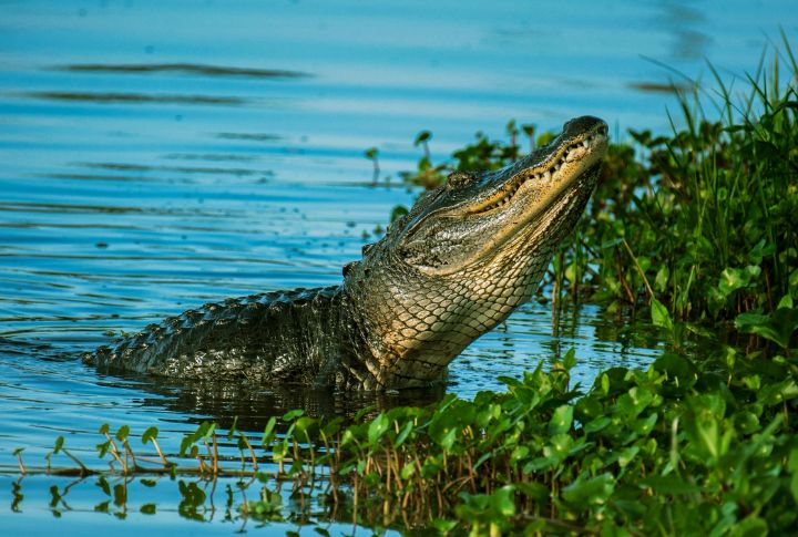 10 American States Where Alligators Are Thriving In The Wild