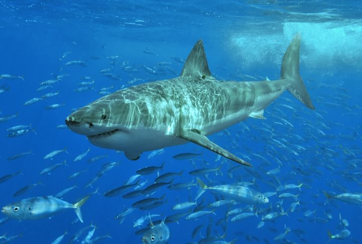 Great White Shark