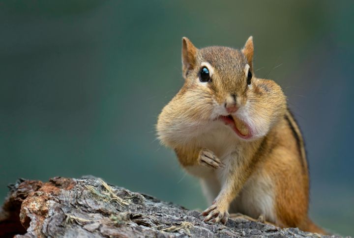 Chipmunk