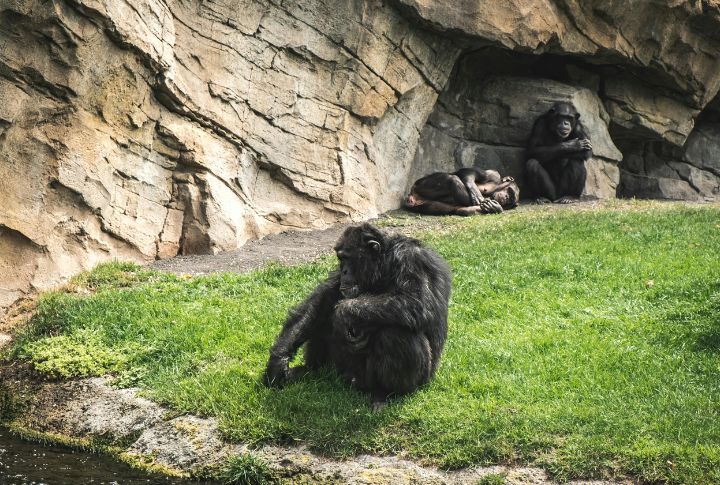 Humans Didn't Evolve From Chimpanzees